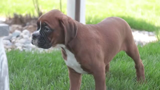 Video preview image #1 Boxer Puppy For Sale in SHIPSHEWANA, IN, USA