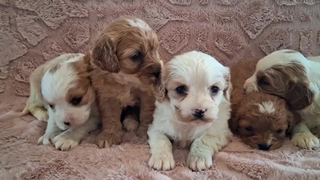 Video preview image #1 Cavapoo (Miniature) Puppy For Sale in STANLEY, WI, USA
