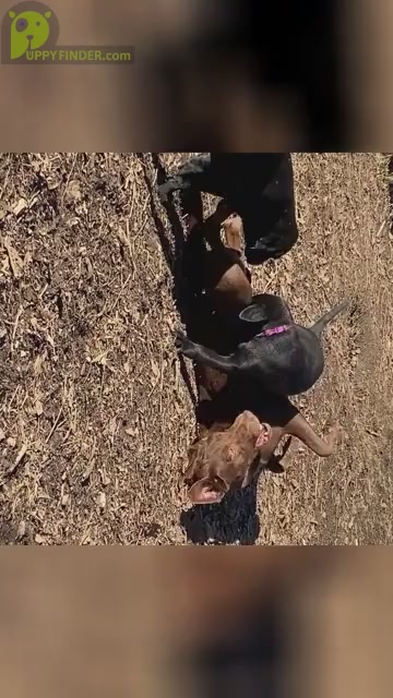 Video preview image #2  Breeder Profile in CHARLOTTE, NC, USA