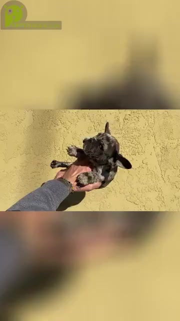 Video preview image #5 French Bulldog Puppy For Sale in SAN DIEGO, CA, USA
