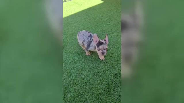 Video preview image #4 French Bulldog Puppy For Sale in LAS VEGAS, NV, USA