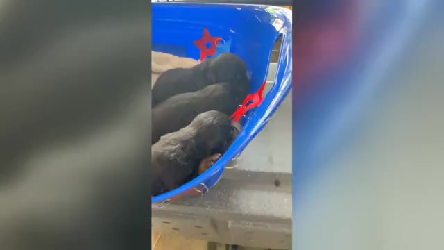 Video preview image #3 Rottweiler Puppy For Sale in PINEHURST, NC, USA