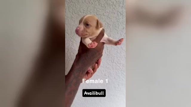 Video preview image #2 American Bully Puppy For Sale in CRAWFORDVILLE, FL, USA