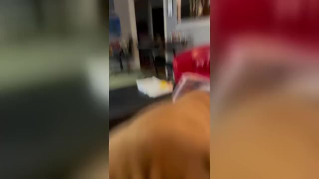 Video preview image #3 Great Dane Puppy For Sale in NEWARK, OH, USA