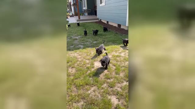 Video preview image #1 Labrador Retriever Puppy For Sale in ONALASKA, WA, USA