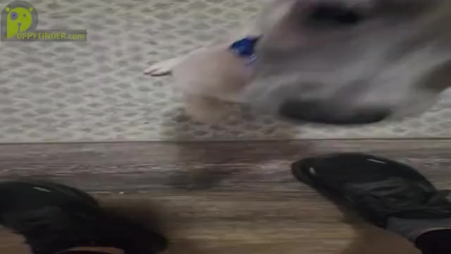Video preview image #1 Whippet Puppy For Sale in FORT WORTH, TX, USA