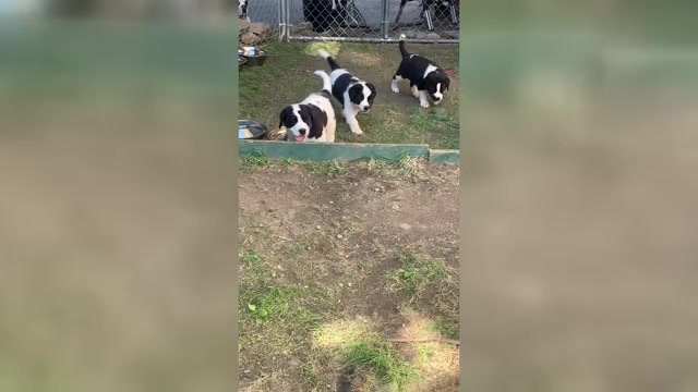 Video preview image #3 Cane Corso-Saint Bernard Mix Puppy For Sale in WORCESTER, MA, USA