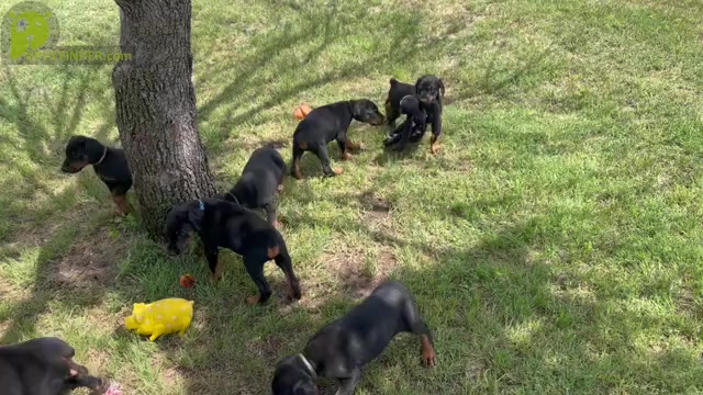 Video preview image #4  Breeder Profile in BOYD, TX, USA