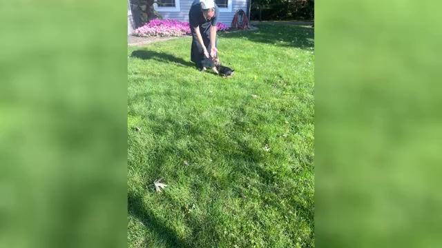 Video preview image #3 Yorkshire Terrier Puppy For Sale in NAPPANEE, IN, USA