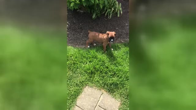 Video preview image #3 Boxer Puppy For Sale in APPLE CREEK, OH, USA