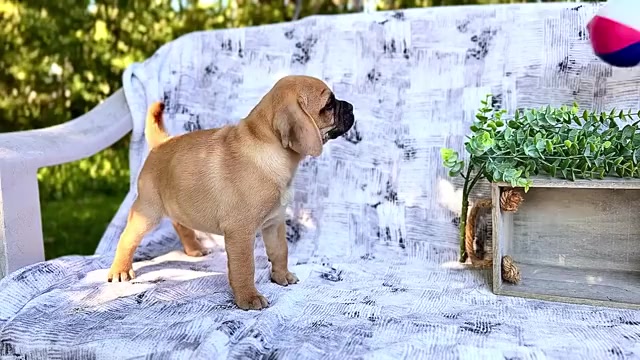 Video preview image #6 Puggle Puppy For Sale in WAKARUSA, IN, USA