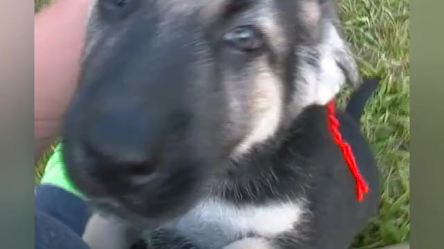 Video preview image #1 German Shepherd Dog Puppy For Sale in PIEDMONT, MO, USA