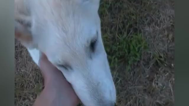Video preview image #1 German Shepherd Dog Puppy For Sale in PIEDMONT, MO, USA