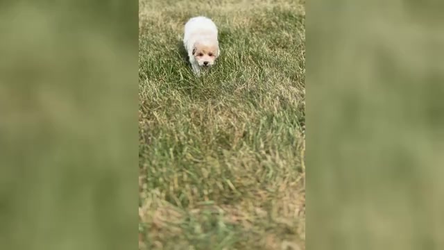 Video preview image #1 Maltipoo Puppy For Sale in WARSAW, IN, USA