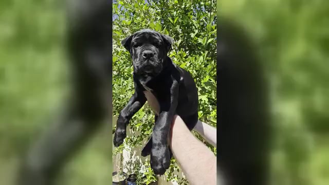 Video preview image #4 Cane Corso Puppy For Sale in LAS VEGAS, NV, USA