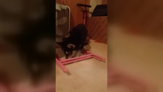 Video preview image #1 Gerberian Shepsky Puppy For Sale in EDMORE, MI, USA