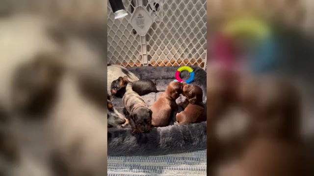 Video preview image #1  Breeder Profile in UNIONVILLE, IA, USA
