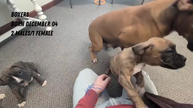 Video preview image #2 Boxer Puppy For Sale in GOSHEN, IN, USA