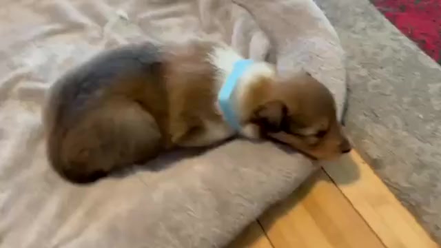 Video preview image #7 Collie Puppy For Sale in HIGH POINT, NC, USA