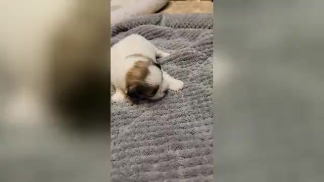 Video preview image #4 Shih Tzu Puppy For Sale in FANNING SPGS, FL, USA