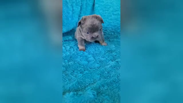 Video preview image #2 French Bulldog Puppy For Sale in LAS VEGAS, NV, USA