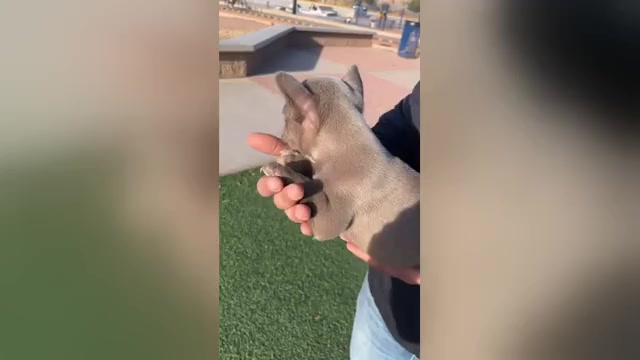 Video preview image #2 French Bulldog Puppy For Sale in ODESSA, TX, USA