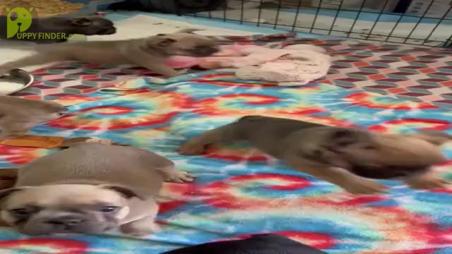 Video preview image #3 French Bulldog Puppy For Sale in SAN DIEGO, CA, USA