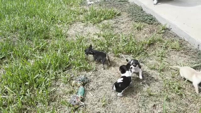 Video preview image #1 Chihuahua Puppy For Sale in TIJERAS, NM, USA