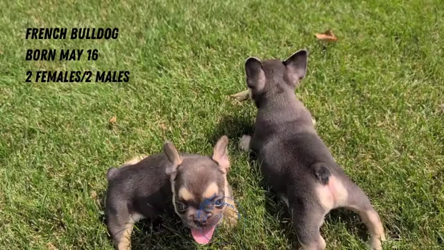 Video preview image #3 French Bulldog Puppy For Sale in GOSHEN, IN, USA