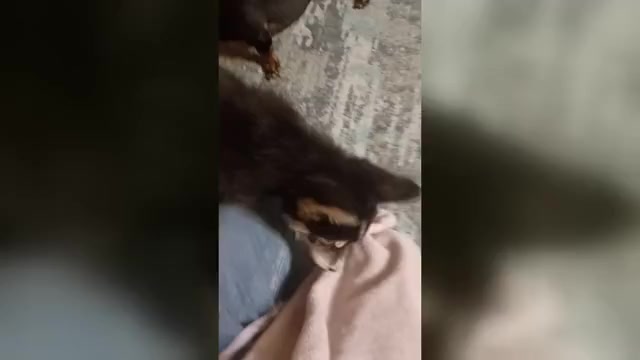 Video preview image #1 Gerberian Shepsky Puppy For Sale in EDMORE, MI, USA