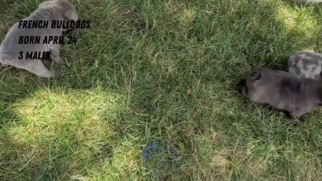 Video preview image #1 French Bulldog Puppy For Sale in GOSHEN, IN, USA