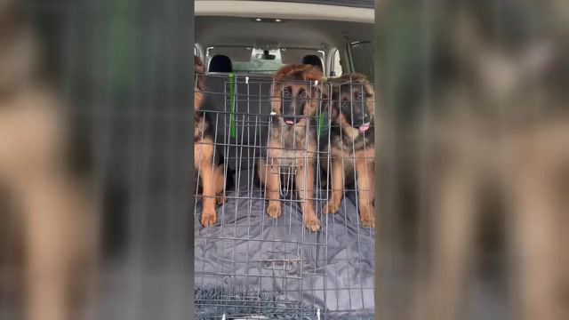 Video preview image #2 German Shepherd Dog Puppy For Sale in STUDIO CITY, CA, USA