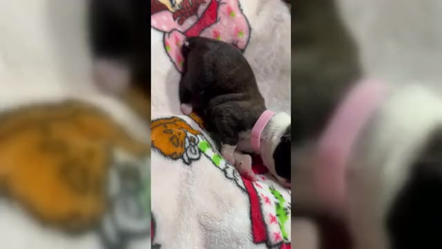 Video preview image #5 Boxer Puppy For Sale in RALEIGH, NC, USA