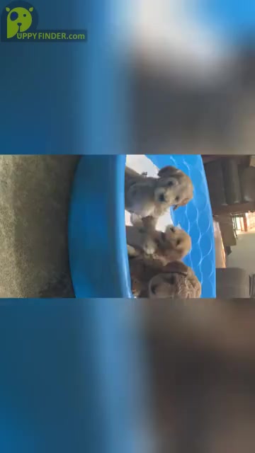 Video preview image #1 Goldendoodle Puppy For Sale in BRKN ARW, OK, USA