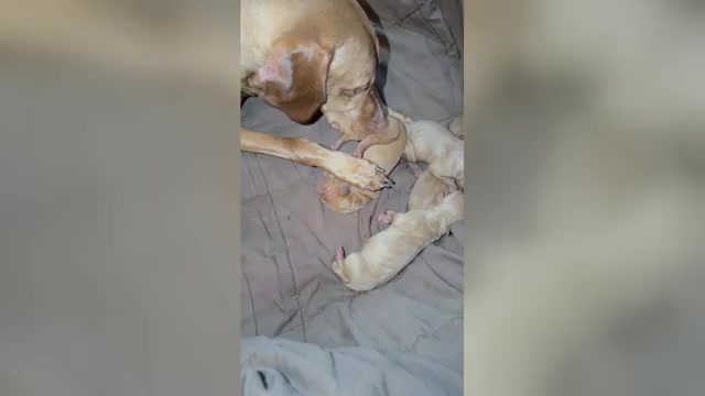 Video preview image #1 Vizsla Puppy For Sale in PINCKNEY, MI, USA