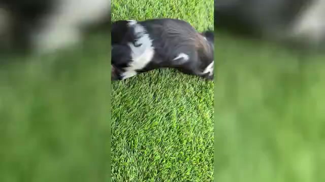 Video preview image #2 Cavalier King Charles Spaniel Puppy For Sale in SANTA ROSA, CA, USA