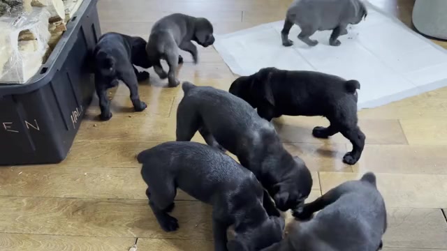 Video preview image #1 Cane Corso Puppy For Sale in RENTON, WA, USA
