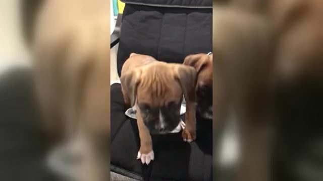 Video preview image #2 Boxer Puppy For Sale in APPLE CREEK, OH, USA