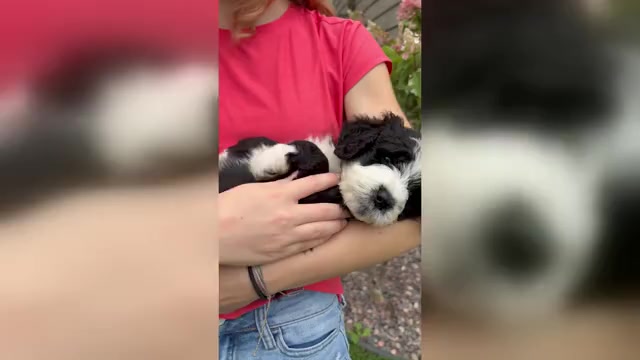 Video preview image #3 Bernedoodle Puppy For Sale in POPLAR, WI, USA