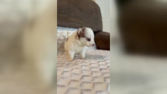 Video preview image #3 Pomsky Puppy For Sale in DRACUT, MA, USA