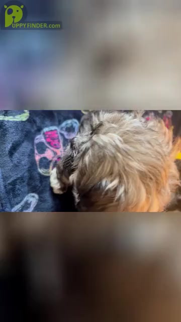 Video preview image #2 Shih Tzu Puppy For Sale in LEBANON, OR, USA