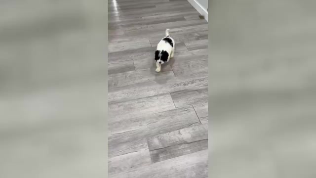 Video preview image #1 Cavapoo (Miniature) Puppy For Sale in DUNDEE, OH, USA