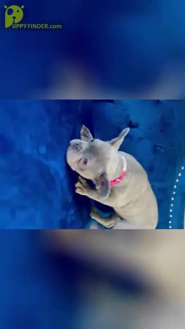 Video preview image #1 French Bulldog Puppy For Sale in SACRAMENTO, CA, USA