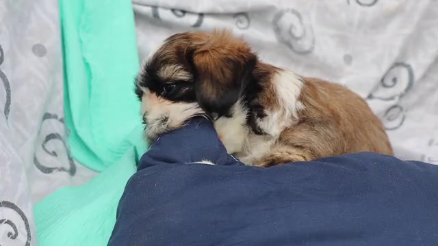 Video preview image #1 Shih Tzu Puppy For Sale in THORP, WI, USA