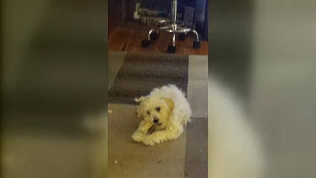 Video preview image #3 Bichpoo-Poochon Mix Puppy For Sale in DES MOINES, IA, USA
