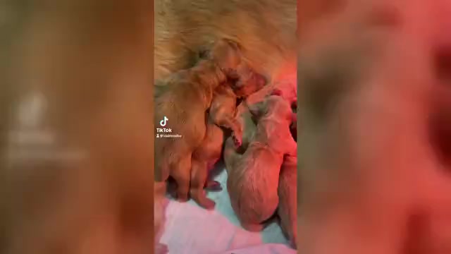 Video preview image #1  Breeder Profile in DEERFIELD BEACH, FL, USA