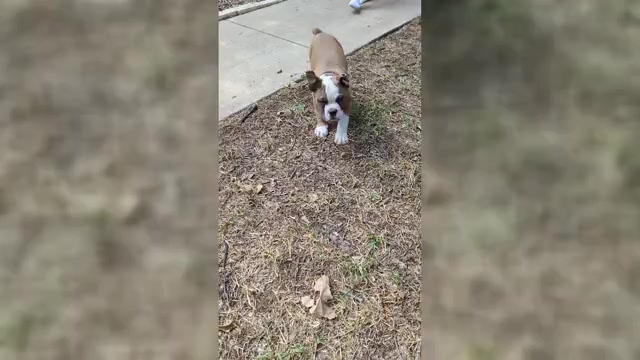 Video preview image #1  Breeder Profile in AUSTIN, TX, USA