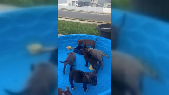 Video preview image #1 American Bully Puppy For Sale in CLOVER, SC, USA