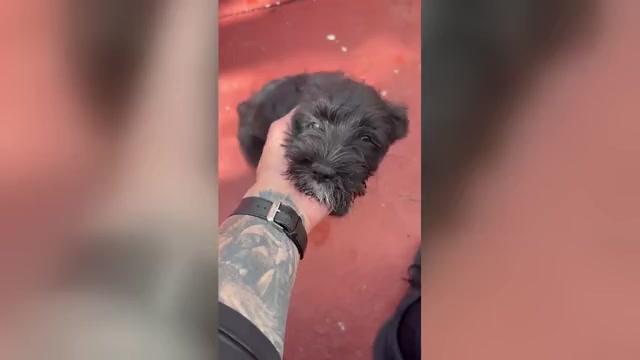 Video preview image #2 Schnauzer (Miniature) Puppy For Sale in MIAMI, FL, USA