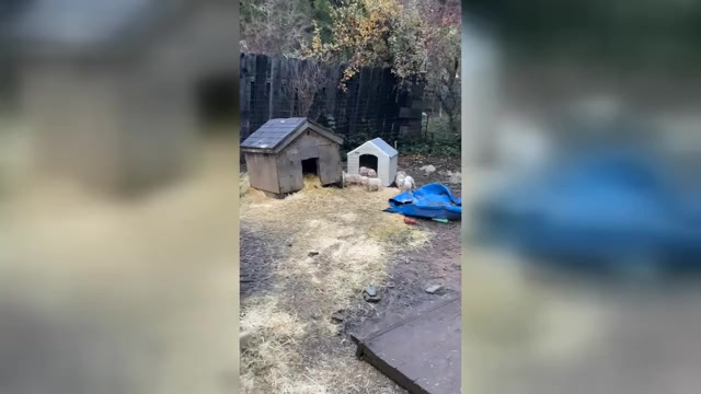 Video preview image #1 Gerberian Shepsky Puppy For Sale in MAD RIVER, CA, USA